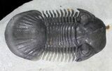 Detailed Paralejurus Trilobite - Great Specimen #24828-5